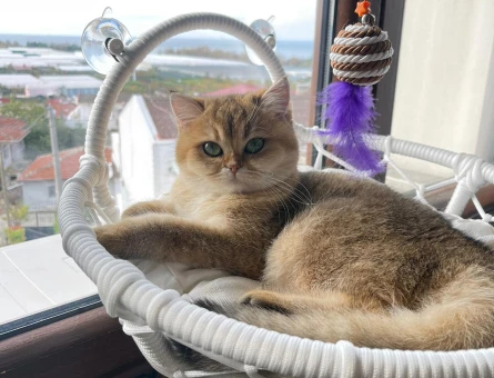 British Shorthair 1 Yaşında Kedime Eş Arıyorum - 118969862