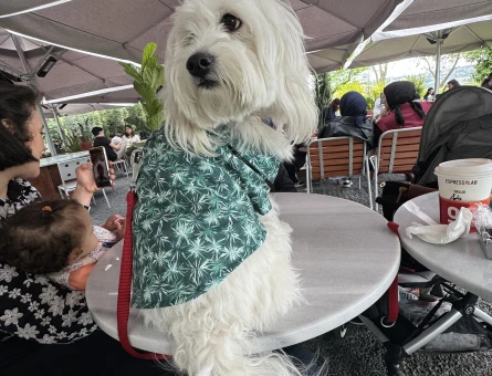 Maltese Terrier Oğlum için eş Arıyorum - 118969886
