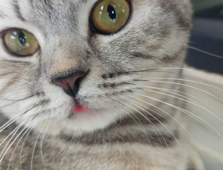 British Shorthair Dişi Kedim Kızgınlıkta - 118969927