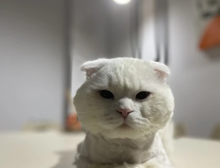 Scottish Fold 1 Yaşında Eş Arıyor - 118969929