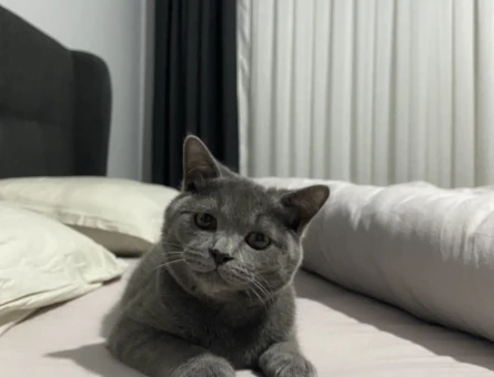 British Shorthair 1 Yaşında Eş Arıyor - 118970034