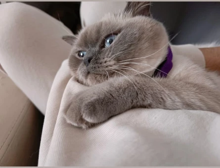 British Shorthair Kedime Eş Arıyorum - 118970096