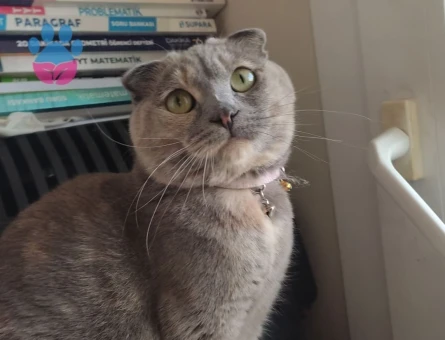 Scottish fold dişi kedimiz eş arıyor - 118970135