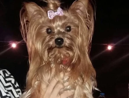 Safkan erkek Yorkshire Cinsi köpeğimize eş arıyoruz - 118970209