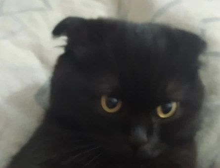 1 Yaşında Erkek Scottish Fold Eş Arıyor - 118970357