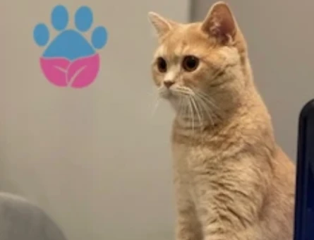 10 Aylık Dişi British Shorthair Kedime Eş Arıyorum - 118970361