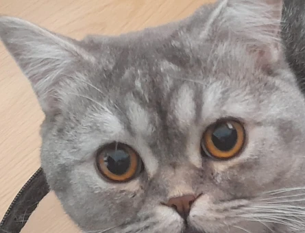 British Shorthair 1 Yaşında Eş Arıyor - 118970378