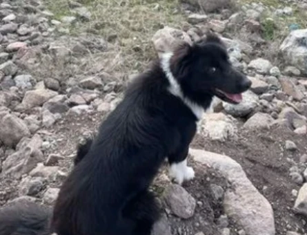 Oğlumuza dişi Border Collie arıyoruz - 118970383