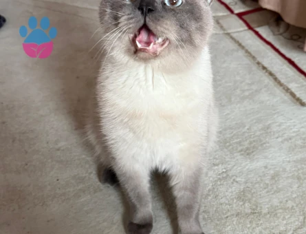 British shortair erkek kendime eş aramaktayım