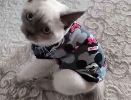 British shorthair blue point - 118970692