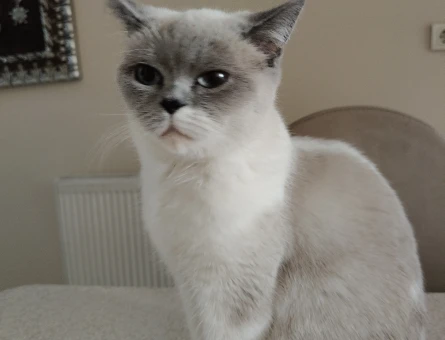 British Shorthair Dişi Kedime  Eş Arıyorum 3 Yaşında - 118970726