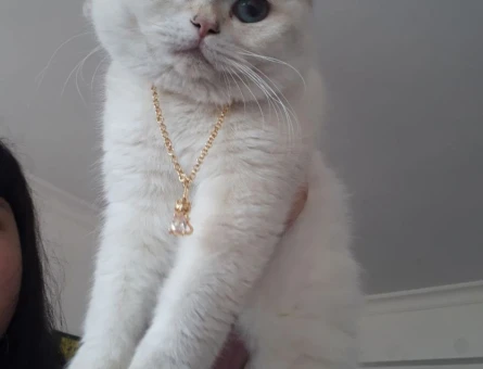 British Shorthair 1 Yaşında Eş Arıyor - 118970803
