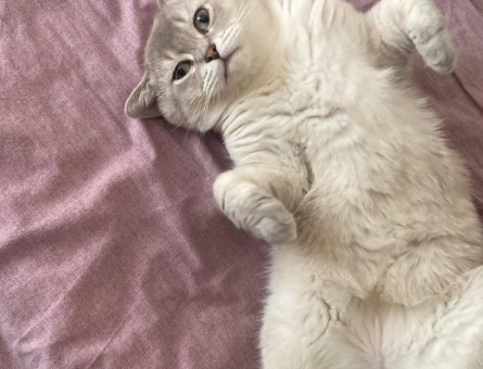 British Shorthair Oğluma Gelin Arıyorum - 118971032