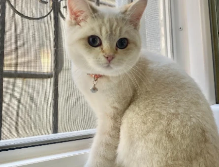 British Shorthair 1 Yaşında Eş Arıyor - 118971061