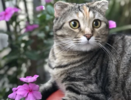 Scottish Fold 1 Yaşında Eş Arıyor - 118971078