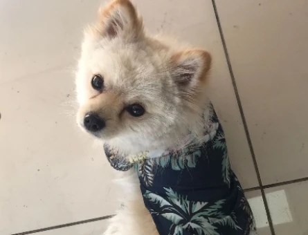 Poomeranian Boo Köpeğime Eş Arıyorum - 118971094