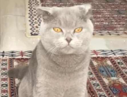 Scottish Fold Oğluma Eş Arıyorum - 118971110