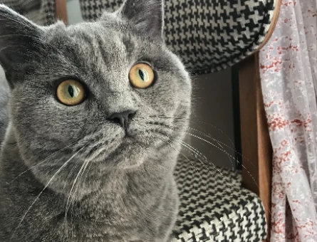 British Shorthair Kedime Dişi eş arıyoruz - 118971200