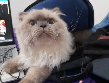 Scottish Fold Oğluma Eş Arıyorum - 118971205