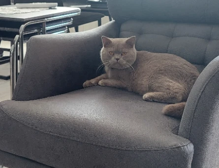British Shorthair 1 Yaşında Eş Arıyor - 118971253