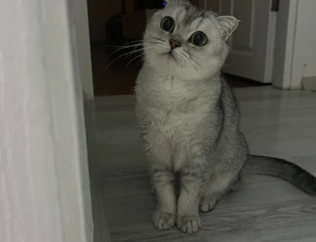 Scottish Fold kızıma eş arıyorum acil! - 118971278