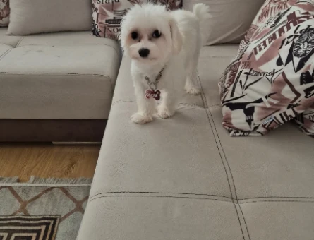 Oğlum Oscar için eş arıyorum türü maltese terrier - 118971286