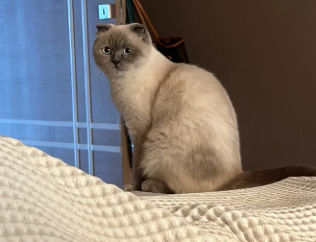 Scottish Fold Linda Eş Arıyor - 118971293