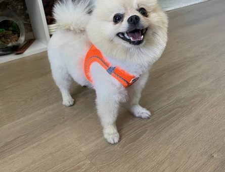 Poomeranian Boo 3 Yaşında Eş Arıyoruz - 118971298