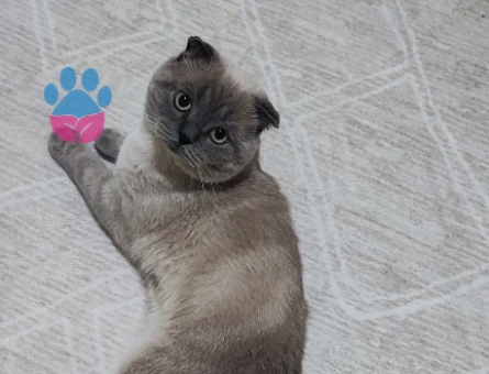 British Shorthair 1 Yaşında Eş Arıyor - 118971313