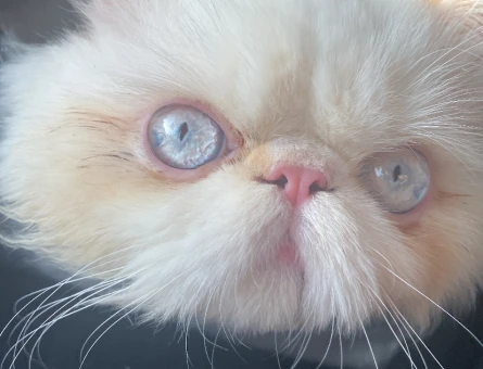 Exotic Shorthair Oğlum RIfkı Eş Arıyor - 118971372