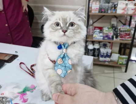 British longhair 7 Aylık Kızgınlıkta - 118971414