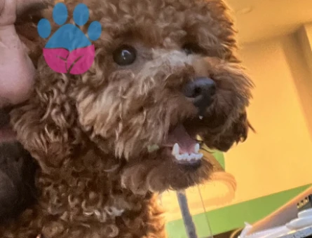 Toy poodle oğlumuza eş - 118971525
