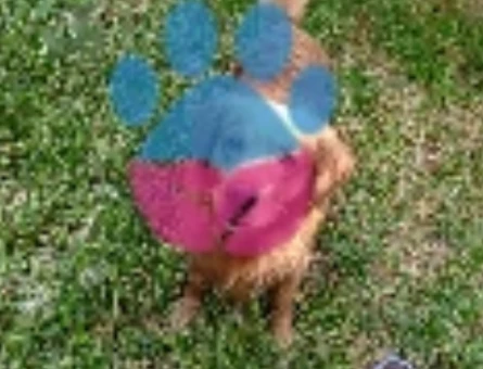 Golden Retriever Oğlumuza Eş arıyoruz - 118971600