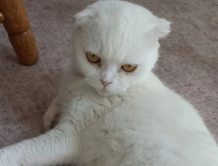 Scottish fold kızımız Eş Arıyor - 118971659