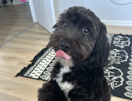 Maltese Terrier Oğluma Gelin Arıyorum - 118971688