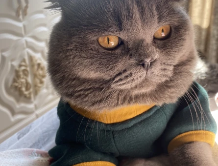 Scottish Fold Kedim Mamacan’a Eş Arıyoruz - 118971732