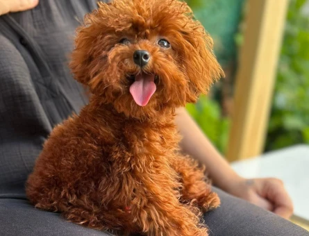 Teacup 19 cm Kore Brown Erkek Köpeğime Eş Arıyorum - 118971772