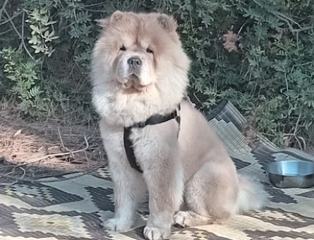 ÇOV ÇOV ERKEK ÇOCUĞUMUZA EŞ ARİYORUM - 118971810