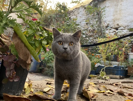 British Shorthair Kedime Eş Arıyorum - 118971862