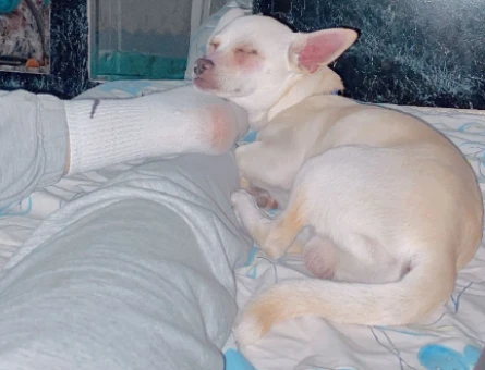 Köpeğime eş arıyorum - 118971865