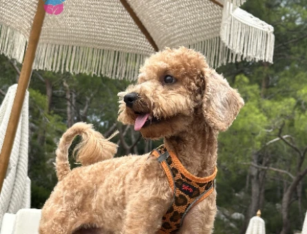Toy poodle Gofret 1 Yaşında Eş Arıyor - 118971942