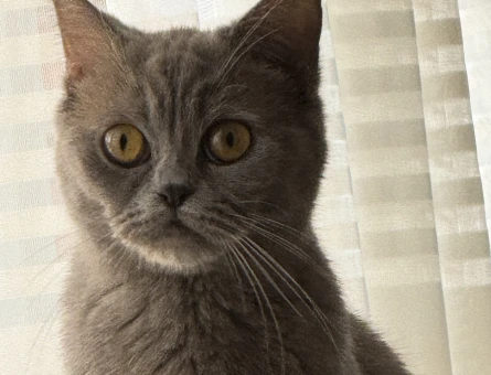 British Shorthair Simba’ya eş arıyoruz - 118972053