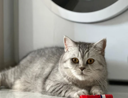British Shorthair 4 Yaşında Eş Arıyor - 118972071