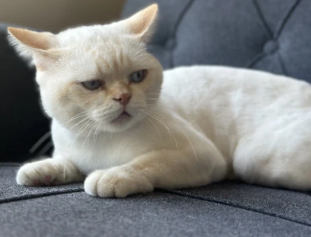 British Shorthair Oğluma eş arıyorum - 118972155