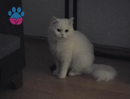 British longhair kızımıza eş arıyoruz