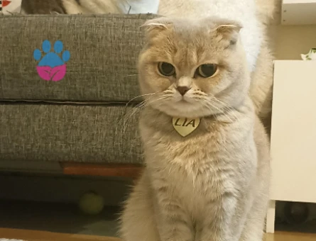 Scottish Fold Prenses Lia Eş Arıyor - 118972176