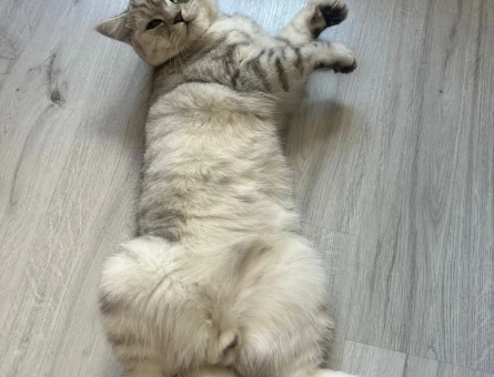 British Shorthair Yakışıklı oğlumuza eş arıyoruz - 118972252