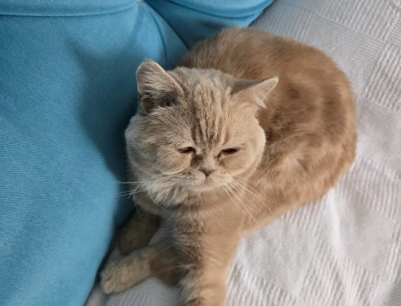 British Shorthair Oğlumuza DişiEş Arıyoruz - 118972295