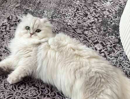 Scottish Longhair Kızıma Acil Eş Arıyorum - 118972354