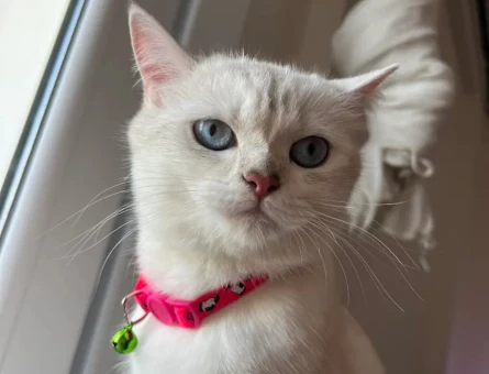 British Shorthair Miaya eş arıyorum - 118972390